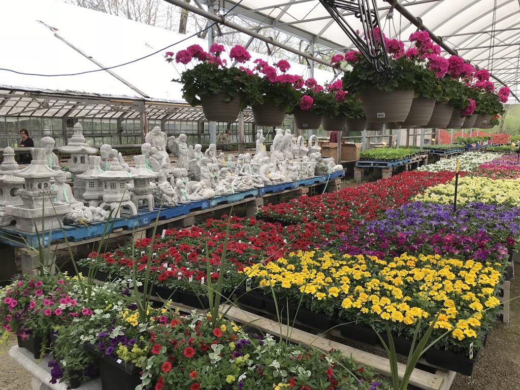 Peters Greenhouses Garden Centre | 9381 McLaughlin Rd N, Brampton, ON L6V 1A1, Canada | Phone: (905) 453-1364
