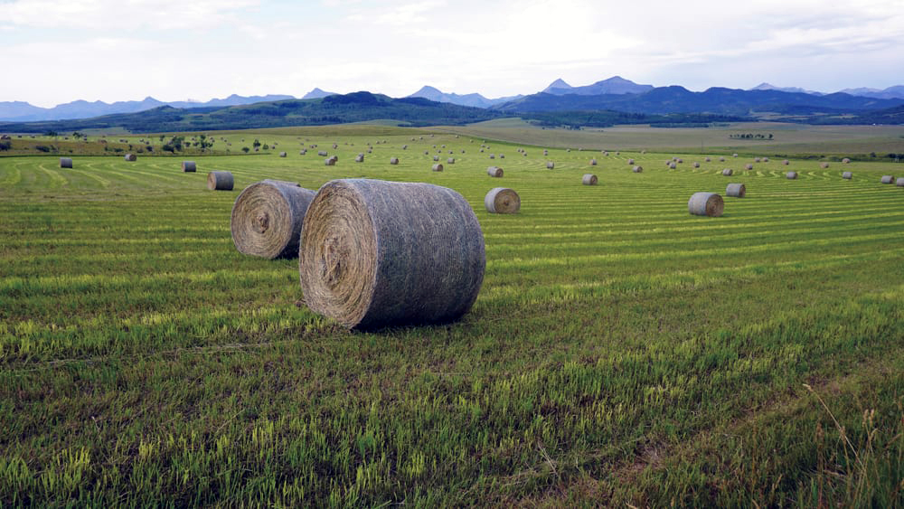 Lux Farms | 284159 Range Rd 23, Madden, AB T0M 1L0, Canada | Phone: (403) 946-5350