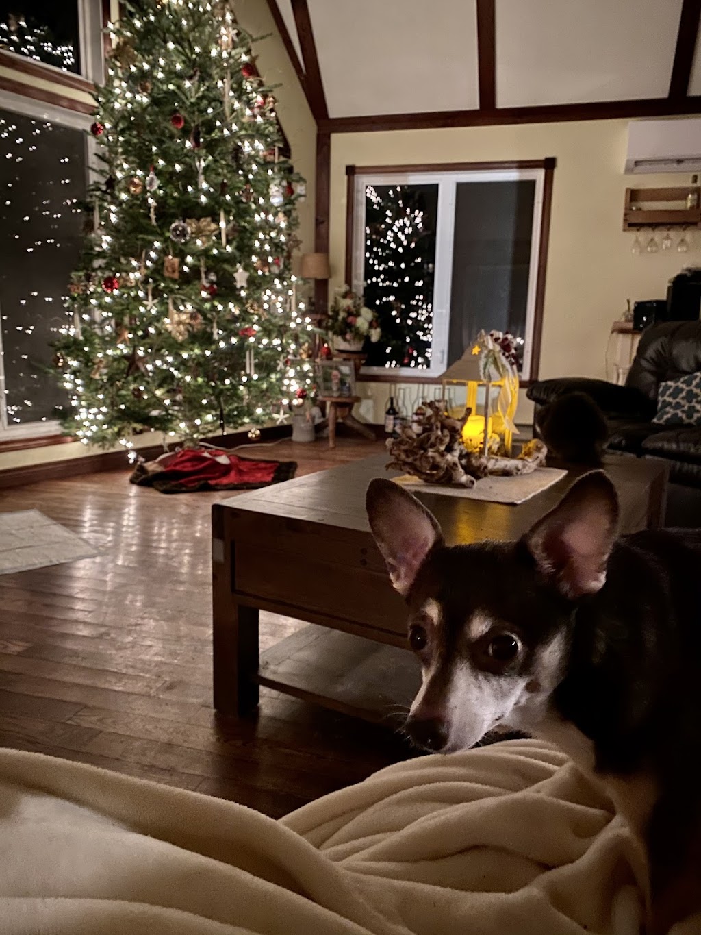 Silver Bell Christmas Tree Farm | Veterans Memorial Hwy, Miltonvale Park, PE C0A 1Y0, Canada | Phone: (902) 954-0803