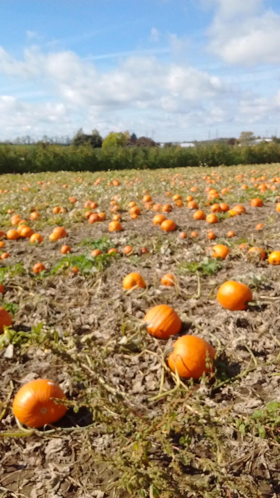 Green Park | Padfield Dr, Bowmanville, ON L1C 5B4, Canada