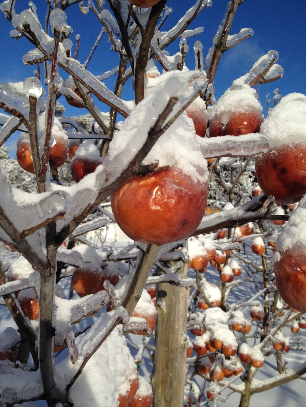 Cidrerie Autour de la pomme | 187 Chemin Jolley, Shefford, QC J2M 1N4, Canada | Phone: (450) 522-4343