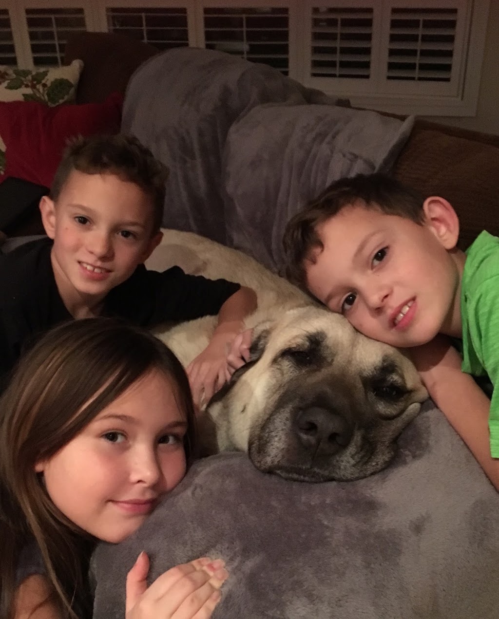 Ravenswood Dog Walking and Private Boarding | 369 Aurora Crescent, Burlington, ON L7N 2B1, Canada | Phone: (647) 702-0946
