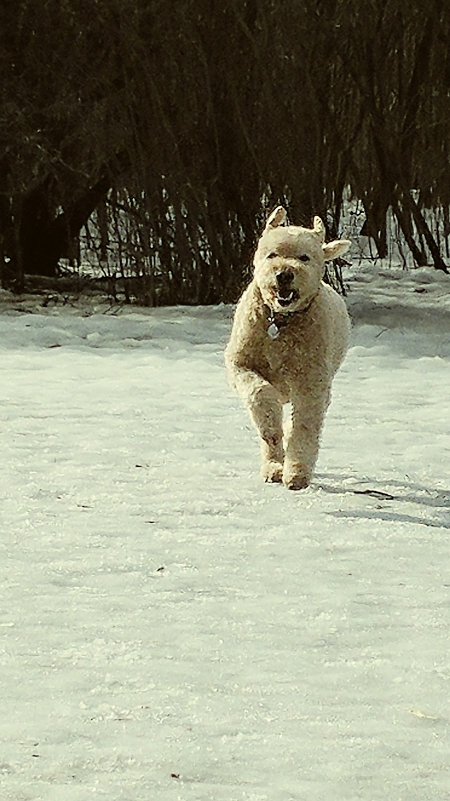 Meadowbrook Dog Park | 692 Parkside Crescent, Kingston, ON K7M 8A7, Canada