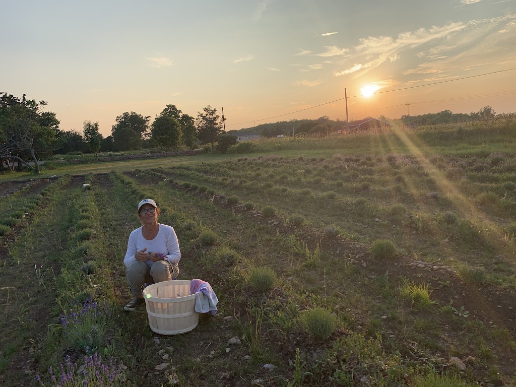 Violet Hill Lavender | 3634 County Rd 8, Picton, ON K0K 2T0, Canada | Phone: (647) 831-3203