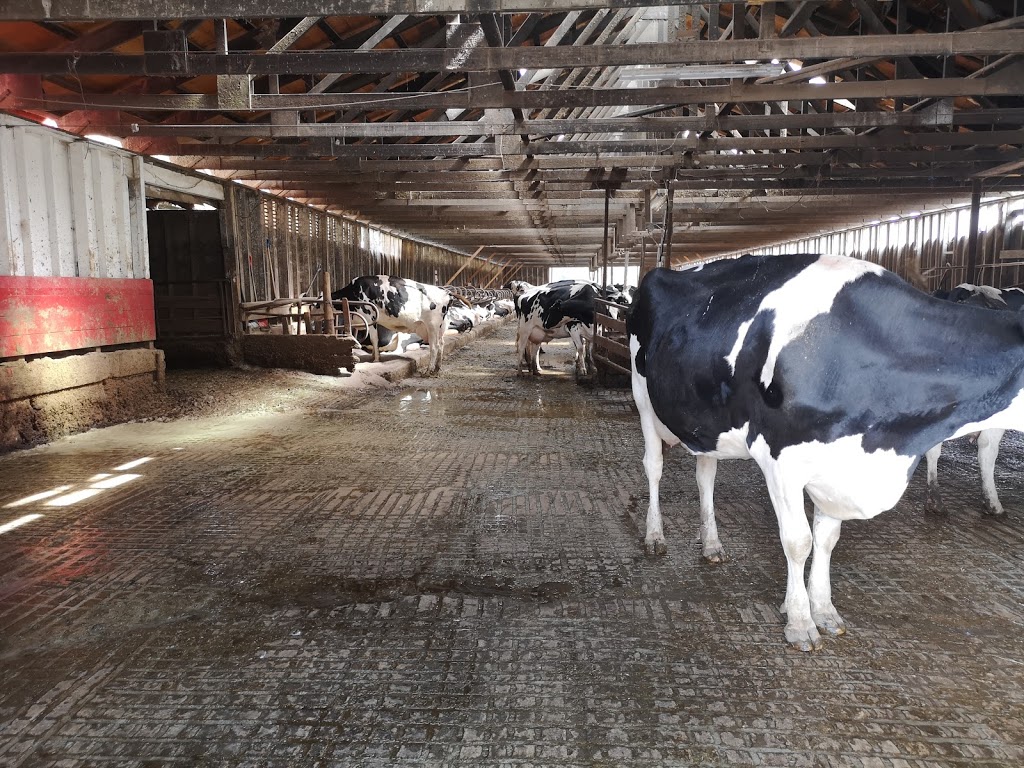 D Dutchmen Dairy Ltd | 1321 Maier Rd, Sicamous, BC V0E 2V1, Canada | Phone: (250) 836-4304