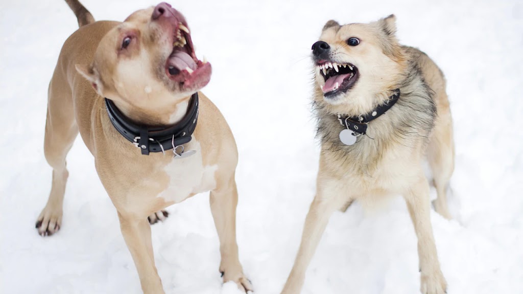 ARMOR THE POOCH | 22 Nipigon Ave, Markham, ON L6C 0X7, Canada | Phone: (905) 534-5989