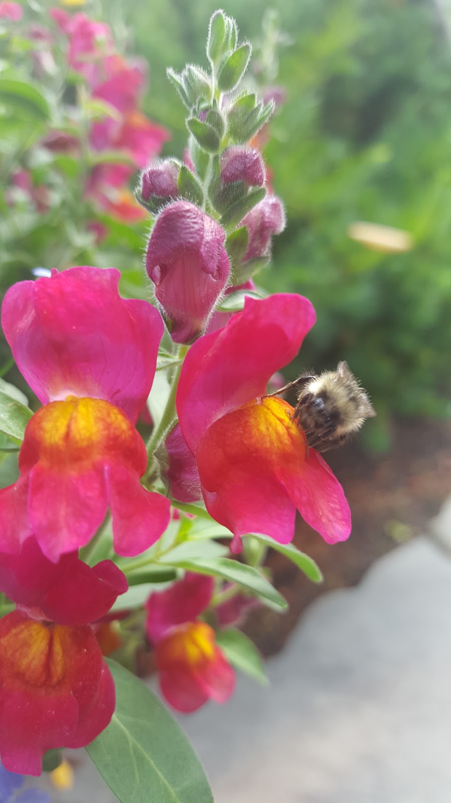 A Gardens Edge Landscaping | 3-7431 Prospect St suite 818, Pemberton, BC V0N 2L0, Canada | Phone: (604) 902-3880