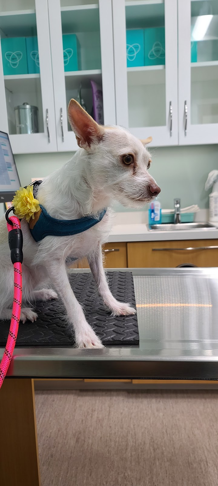 Riverwood Veterinary Clinic | 855 Village Dr #130, Port Coquitlam, BC V3B 0L4, Canada | Phone: (604) 945-4949