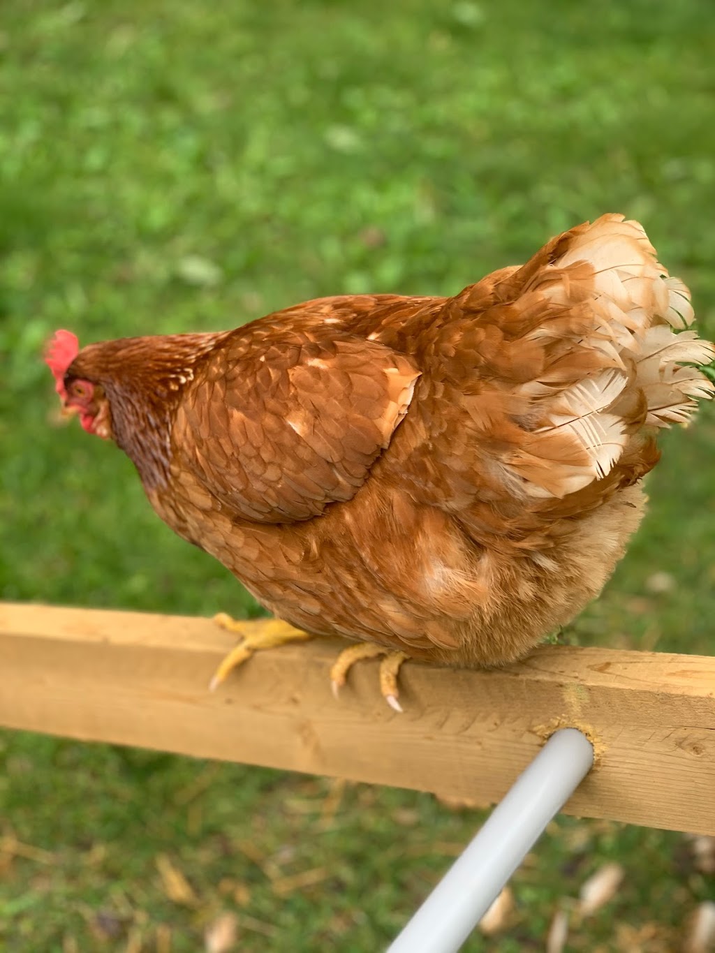 Wicked Welly Farm & Apiary | 8755 Wellington County Rd 18, Belwood, ON N0B 1J0, Canada | Phone: (226) 820-1413