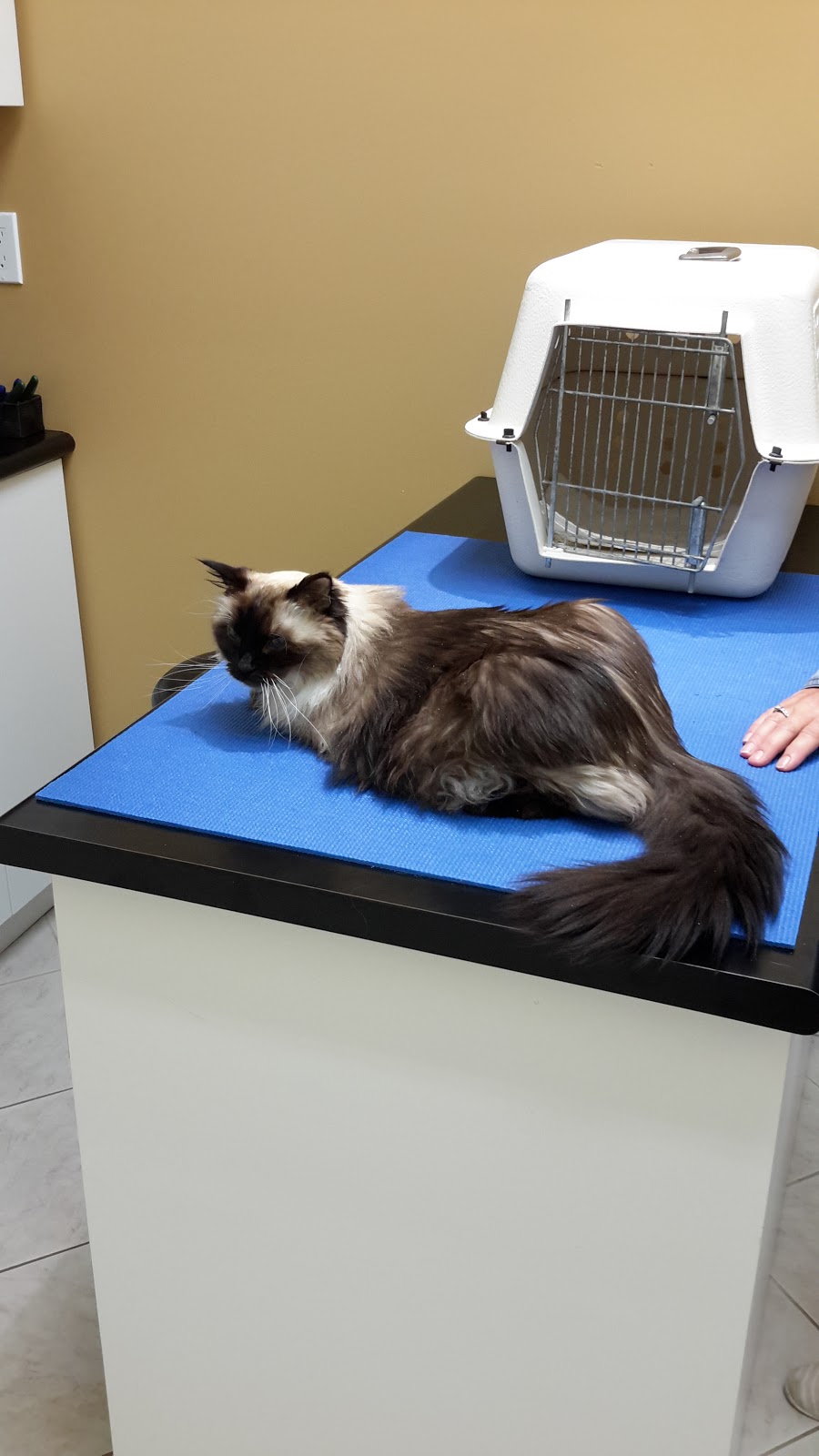 Bridgewater Animal Hospital | 220 North St, Bridgewater, NS B4V 2V6, Canada | Phone: (902) 543-2931