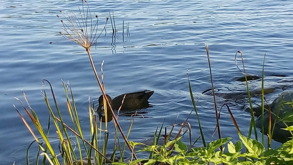 Dows Lake Peninsula | Ottawa, ON K2C, Canada