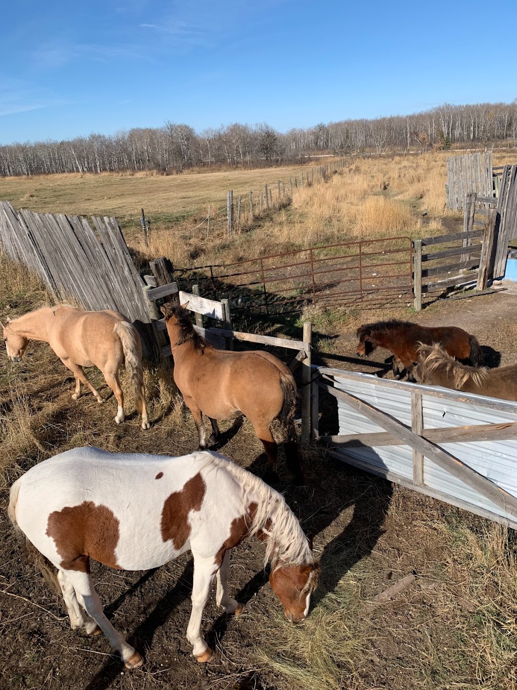 Cousins Corral | Rd 130, Eriksdale, MB R0C 0W0, Canada | Phone: (204) 981-0986