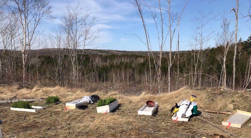 Sean Ashe Forestry | 1940 NS-211, Sherbrooke, NS B0J 3C0, Canada | Phone: (902) 318-0066