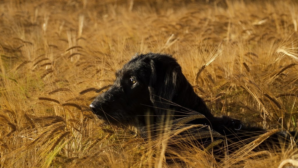 Raven Frost Canine Academy | 598224 2 Line W, Honeywood, ON L9V 0B5, Canada | Phone: (705) 828-4353
