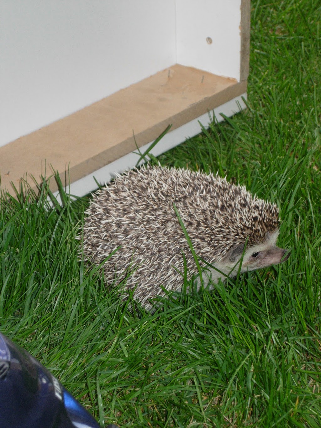 Matthews Critter Sitters | 97 Patina Park SW, Calgary, AB T3H 3E2, Canada | Phone: (587) 999-4095