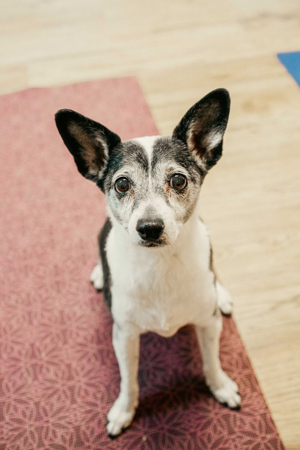 The Pet Parlour | 86 Boulder Blvd Bay 110, Stony Plain, AB T7Z 1V7, Canada | Phone: (780) 898-3720