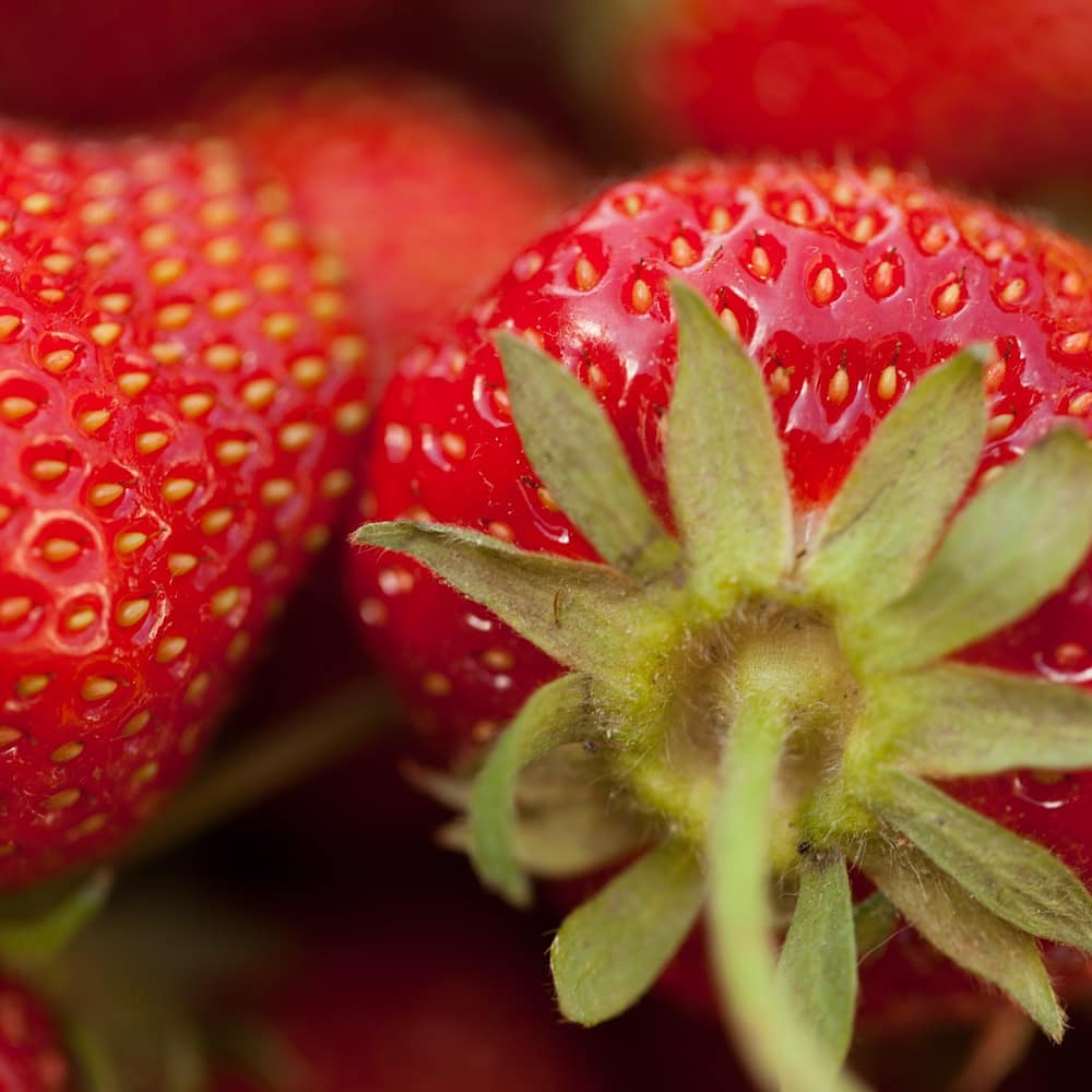 Glovers Farm Market | 14260 Northumberland County Rd 29, Warkworth, ON K0K 3K0, Canada | Phone: (705) 924-3640