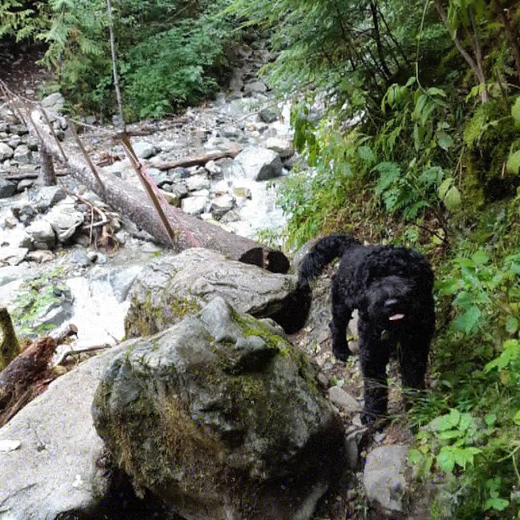 Petiquette Dog Walking and Training | 3195 Exeter Rd, Victoria, BC V8R 6H7, Canada | Phone: (778) 678-9255