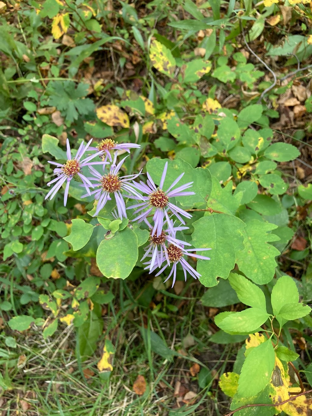 Godey Creek Hiking Trails Rec Site | Hamilton Hill Rd, Merritt, BC V1K 0B2, Canada | Phone: (604) 819-8825