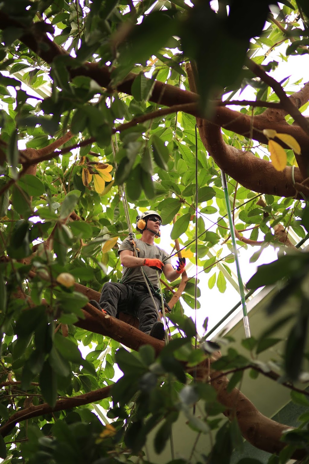 Turning Leaf Tree Service - Calgary Arborists | Box 43173 Deer Valley, Calgary, AB T2J 7A7, Canada | Phone: (403) 369-0043