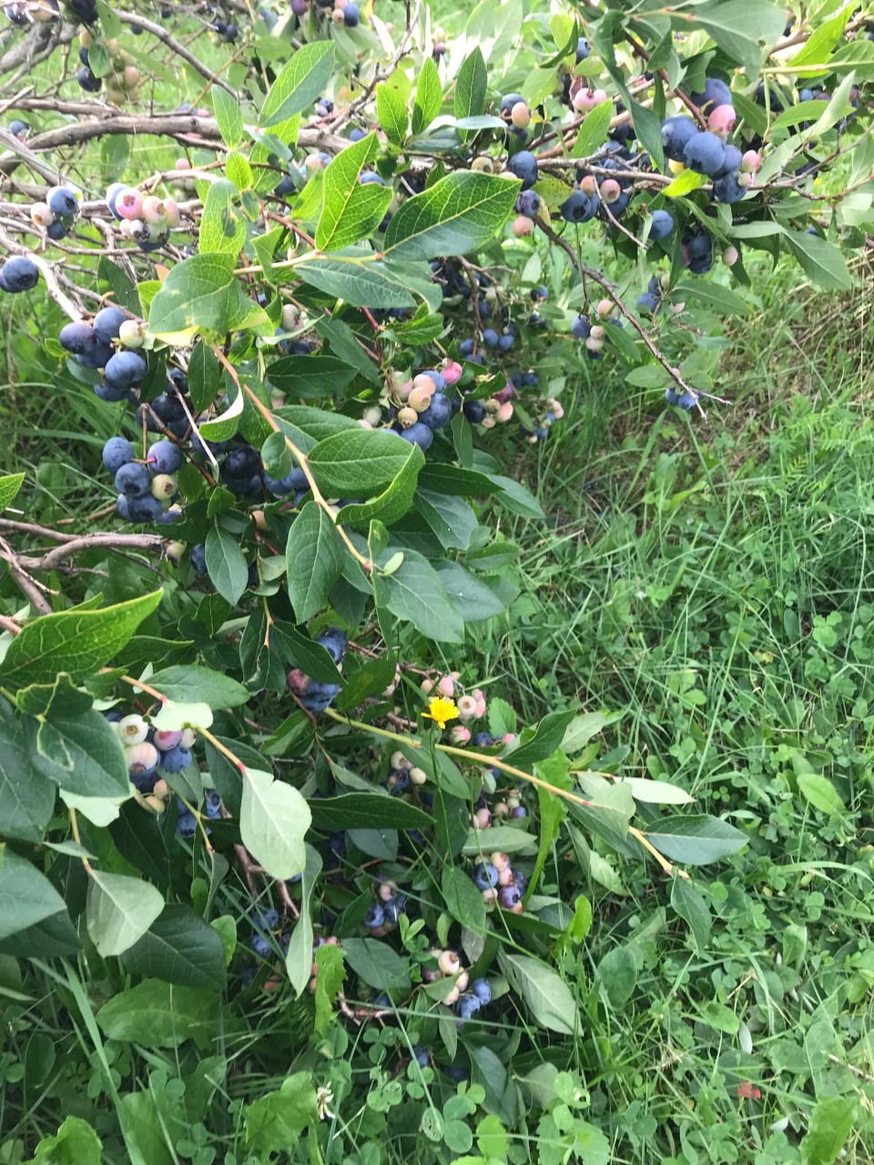 Ranch et Jardins Myké, autocueillette de bleuets et pommes | 414 Chem. des Îles, Pintendre, QC G6C 7M5, Canada | Phone: (418) 839-0207