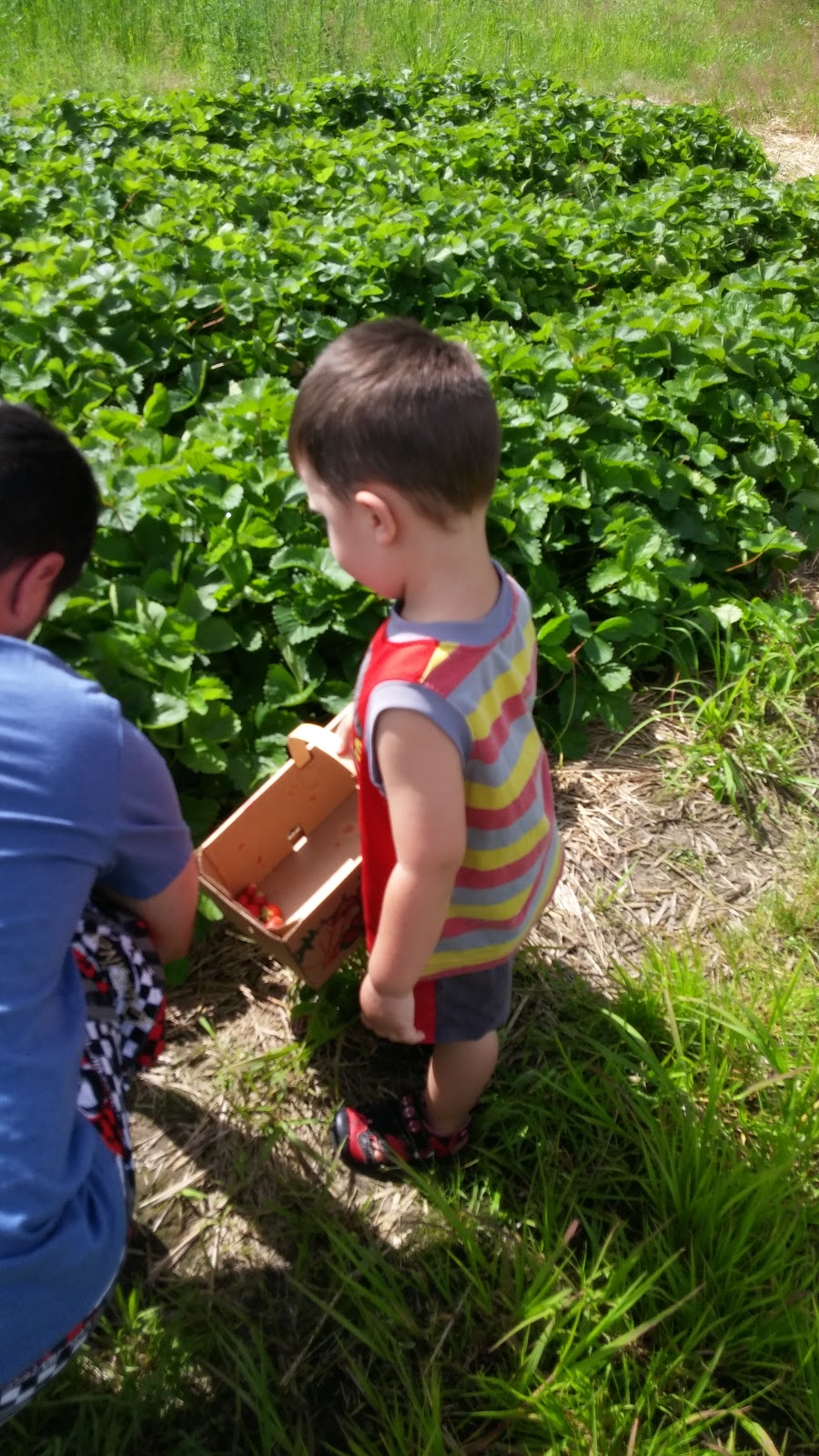 Jean Yves Gamelin Farm | 188 Rang du Chenal Tardif, Pierreville, QC J0G 1J0, Canada | Phone: (450) 568-2654