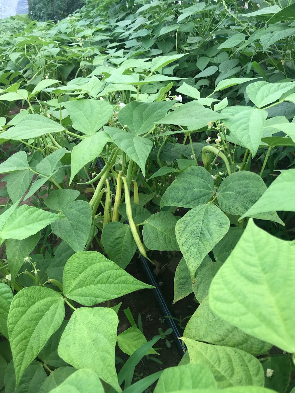 Les Jardins de la Côte Double | 248A Rang du Haut de la Rivière N, Saint-Césaire, QC J0L 1T0, Canada | Phone: (450) 460-1060