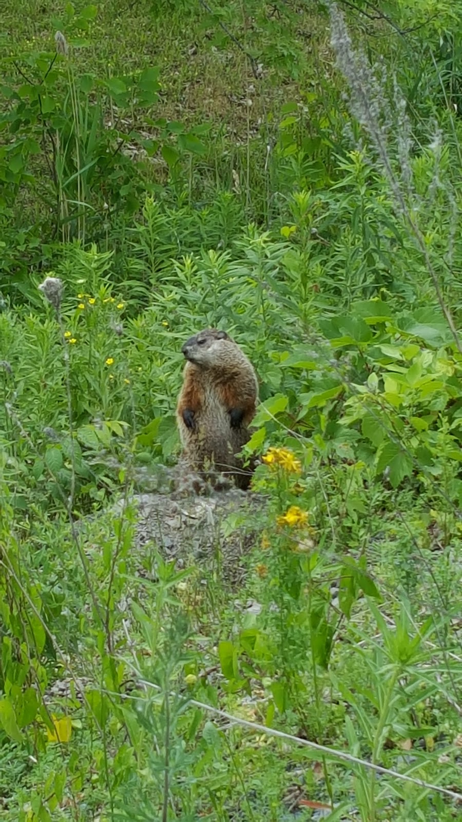 Parc national des Îles-de-Boucherville | 55 Île Sainte Marguerite, Boucherville, QC J4B 5J6, Canada | Phone: (450) 928-5088
