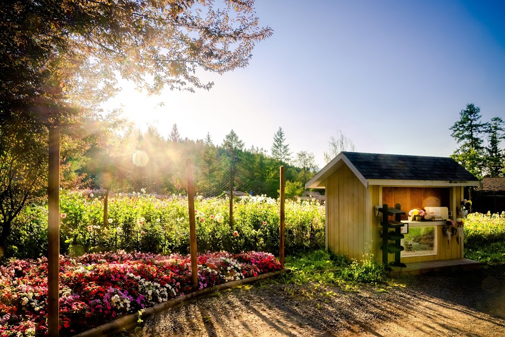 Graham Creek Dahlia Farm | 6628 W Saanich Rd, Brentwood Bay, BC V8M 1X1, Canada | Phone: (250) 507-2321