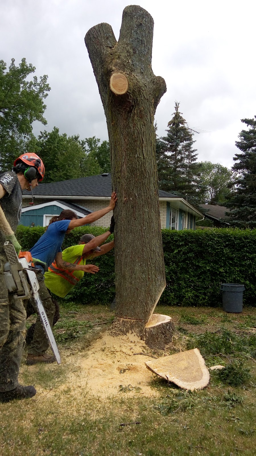 Beesley Tree Care | 169 Inverhaugh Rd, Ariss, ON N0B 1B0, Canada | Phone: (519) 400-3695