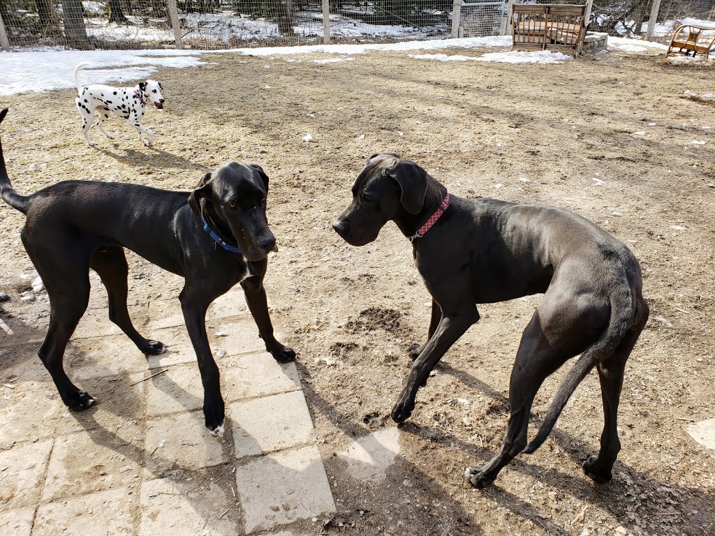 Golden Acres Dog Resort | 6073 5th Line, Rockwood, ON N0B 2K0, Canada | Phone: (416) 500-8332