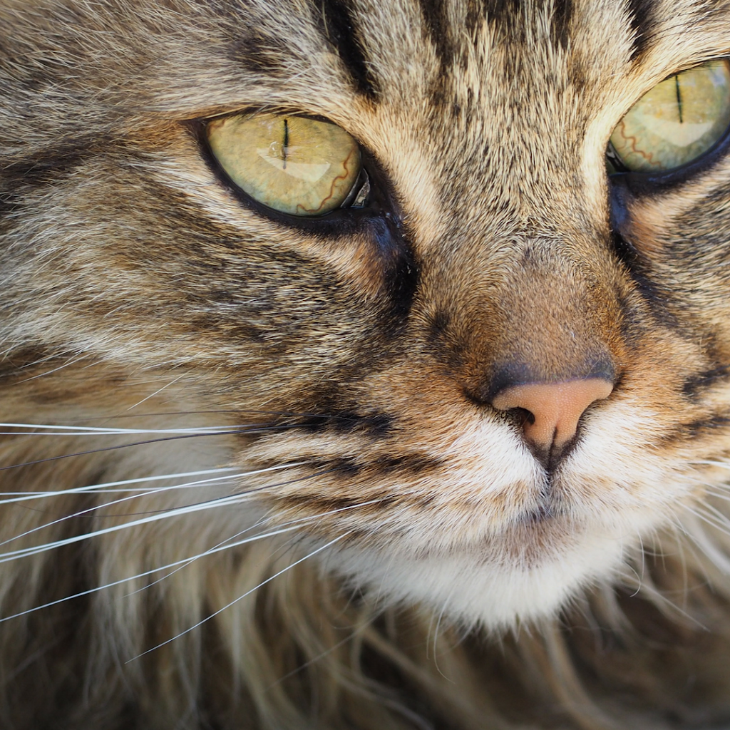 Westbrook Veterinary Clinic | 21 Fairway Dr NW, Edmonton, AB T6J 2S6, Canada | Phone: (780) 436-5073