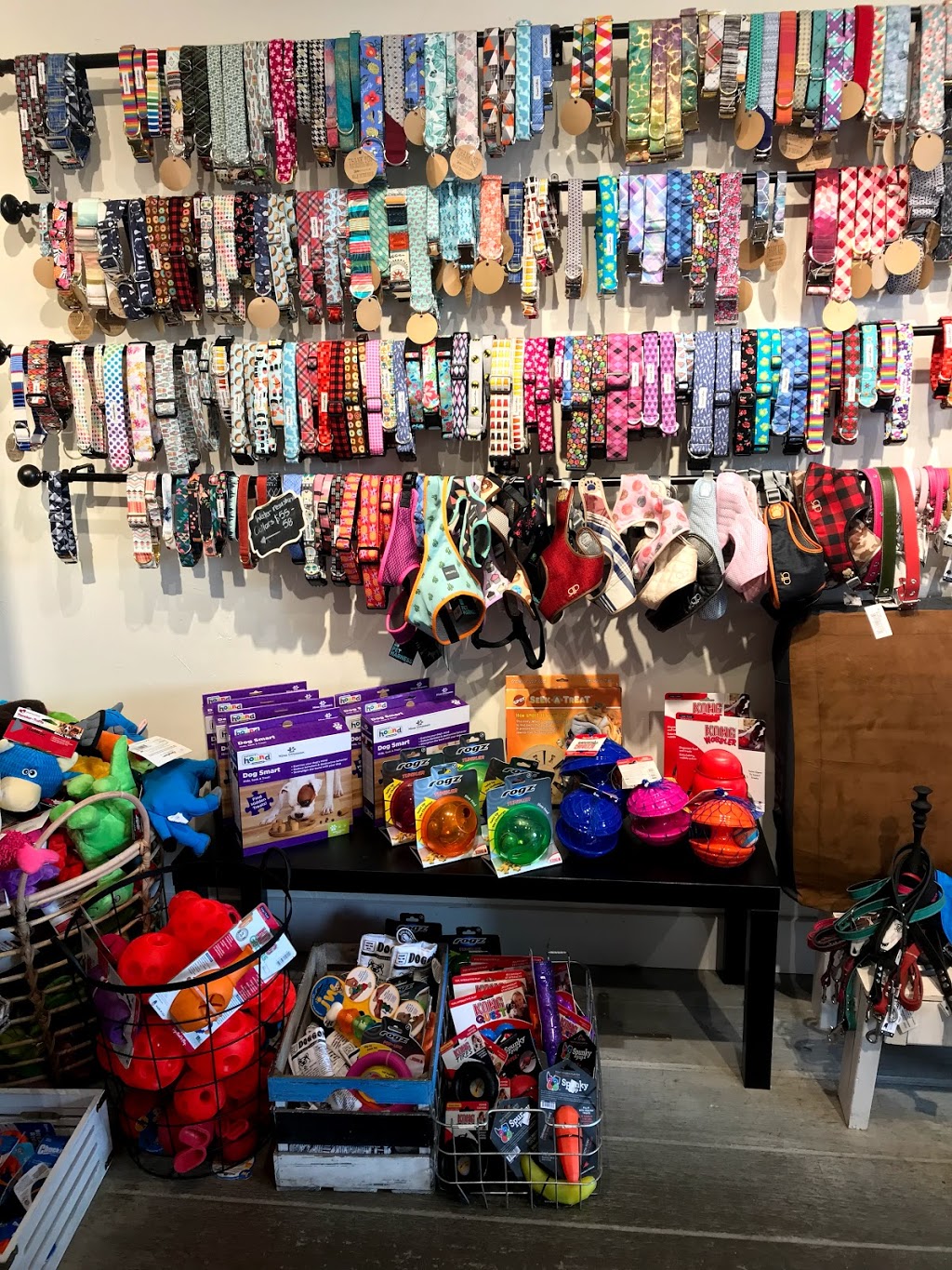 Doodle Dogs Inc | 3b Parkdale Crescent NW, Calgary, AB T2N 3T8, Canada | Phone: (587) 349-3647