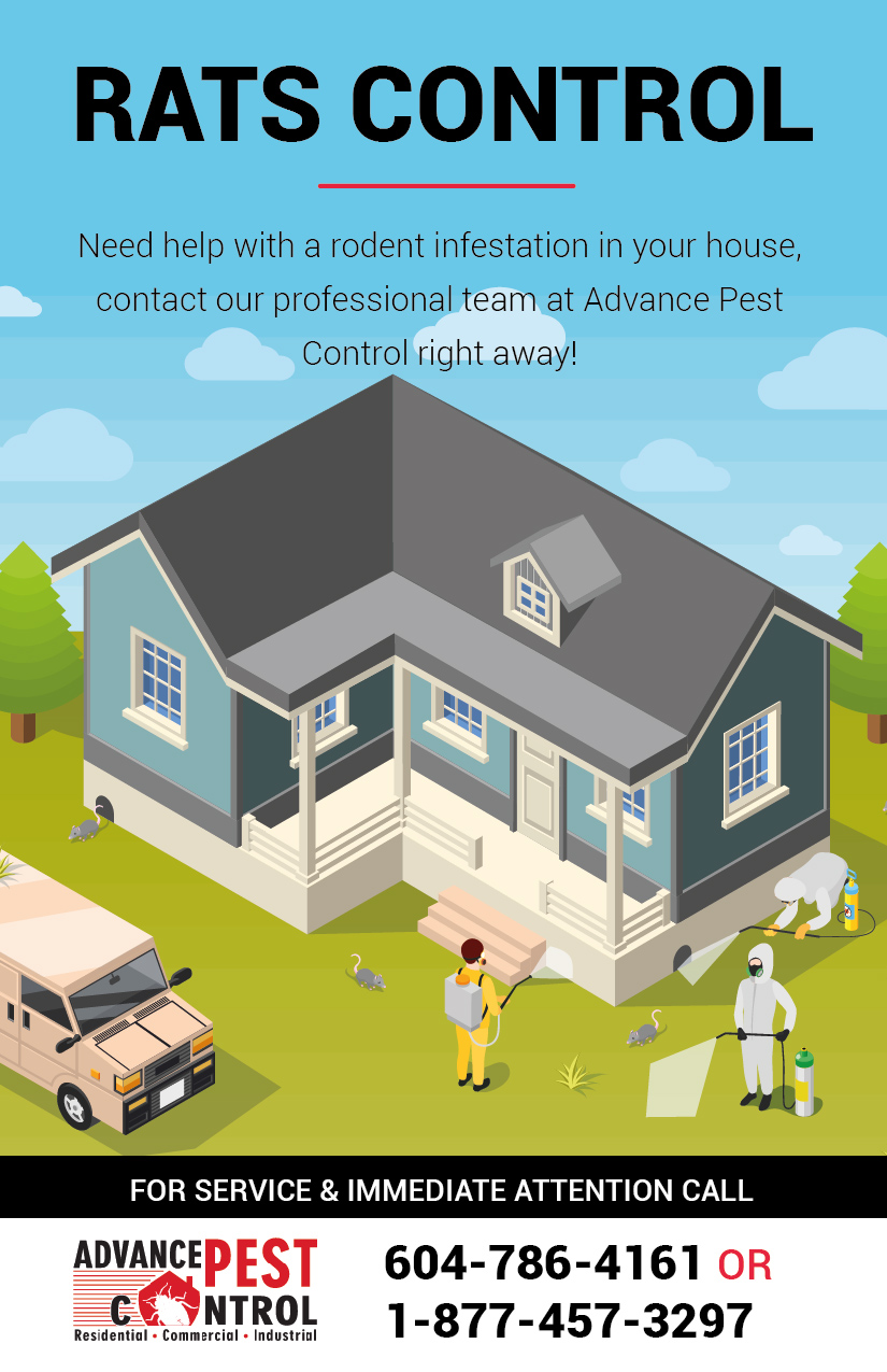 Advance Pest Control Surrey/Langley | 15299 68 Ave #203, Surrey, BC V3S 2C1, Canada | Phone: (604) 786-4161