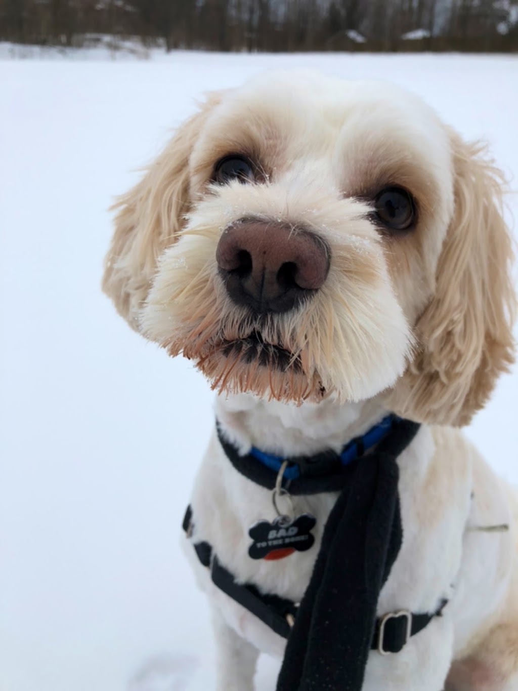 Fur Babies | 456 Vodden St E, Brampton, ON L6S 5V1, Canada | Phone: (905) 792-0428