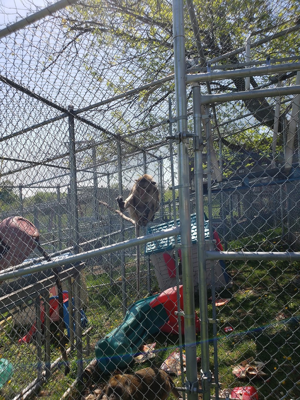 Story Book Farm Primate Sanctuary | 2315 Concession Rd 10, Sunderland, ON L0C 1H0, Canada | Phone: (416) 816-4800