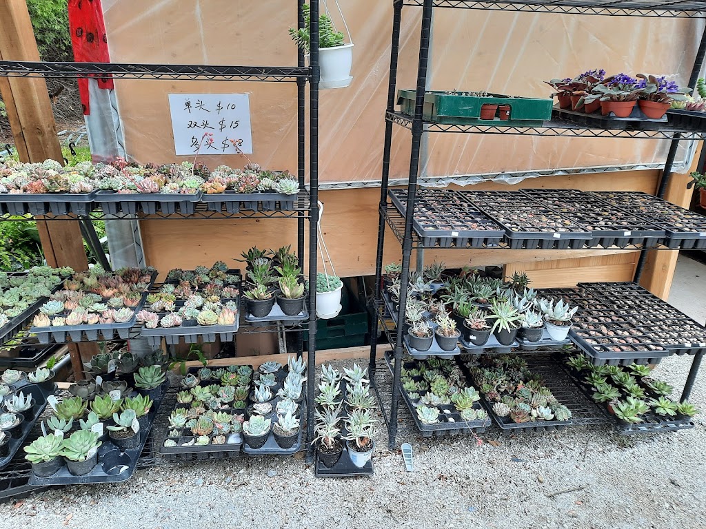 Lucky FLower Greenhouse 小确幸花房 | 4910 Elgin Mills Rd E, Markham, ON L6C 1L5, Canada | Phone: (416) 567-5500
