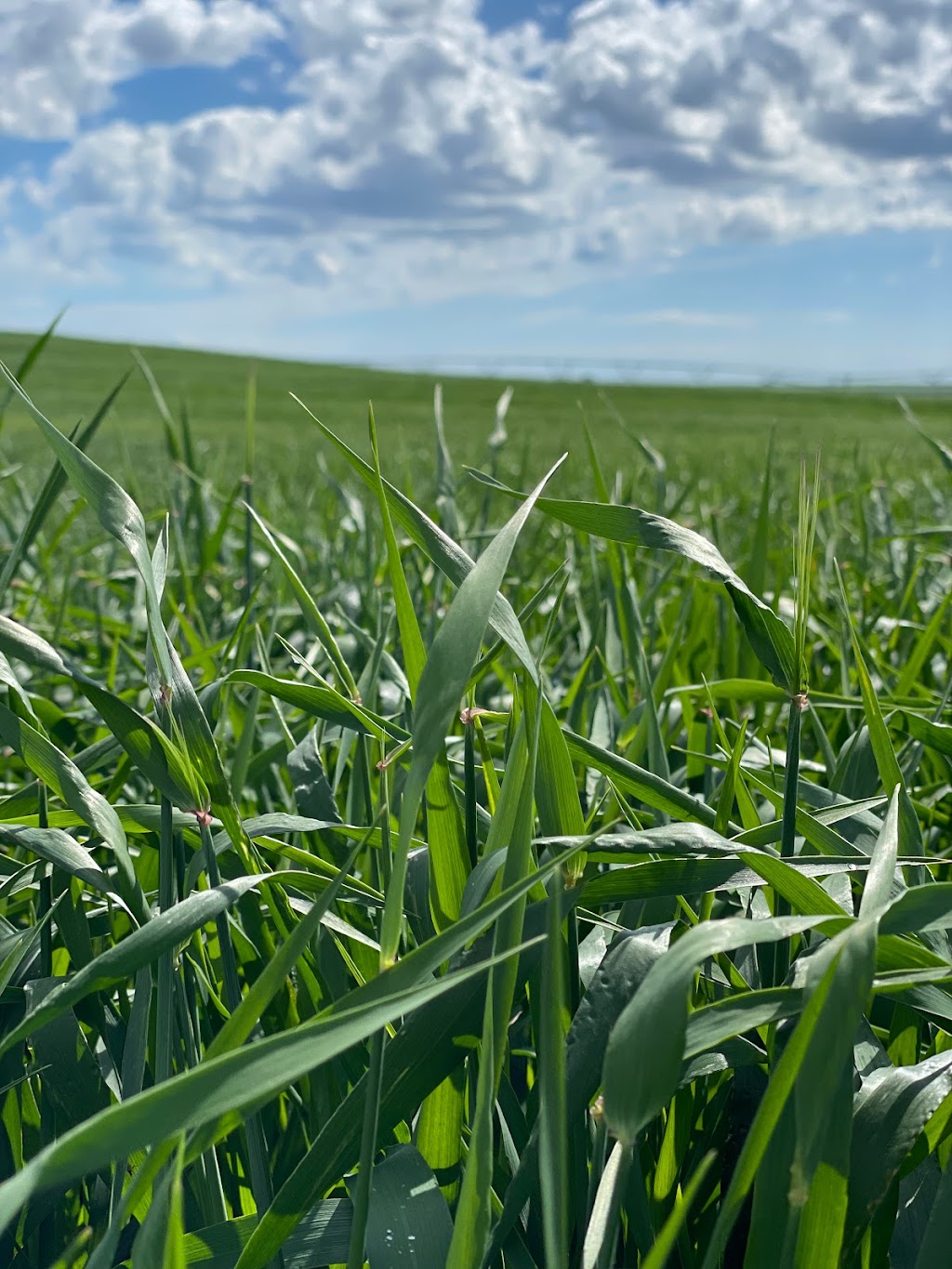 K3 Seeds | 110021, Range Road 20-3, Picture Butte, AB T0K 1V0, Canada | Phone: (403) 738-4517
