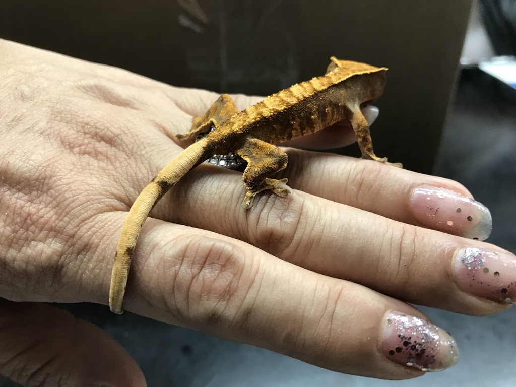 King Ed Pet Centre Ltd | 7377 Kingsway, Burnaby, BC V3N 3B8, Canada | Phone: (604) 525-4955