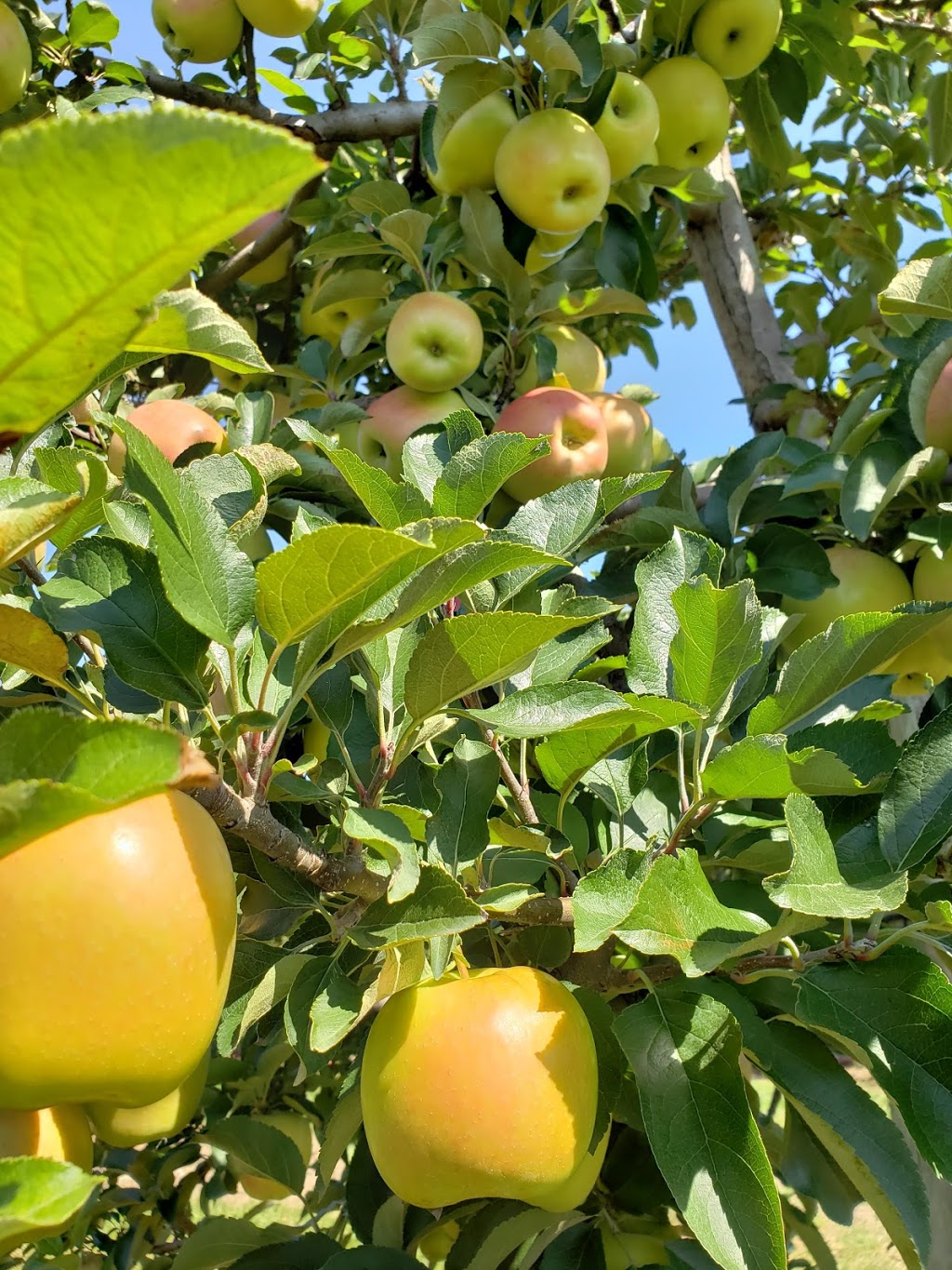 Myers Apple Farm | 37 Hamilton Regional Rd 52, Hamilton, ON L0R, Canada | Phone: (905) 627-0420