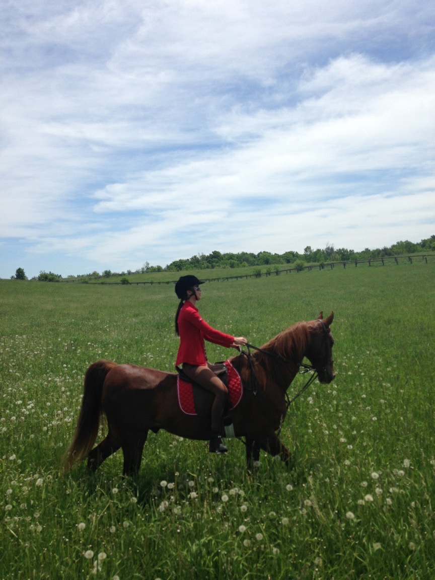 Nighswander Equestrian | 1675 St Johns Sideroad, Aurora, ON L4G 7C7, Canada | Phone: (905) 751-6771