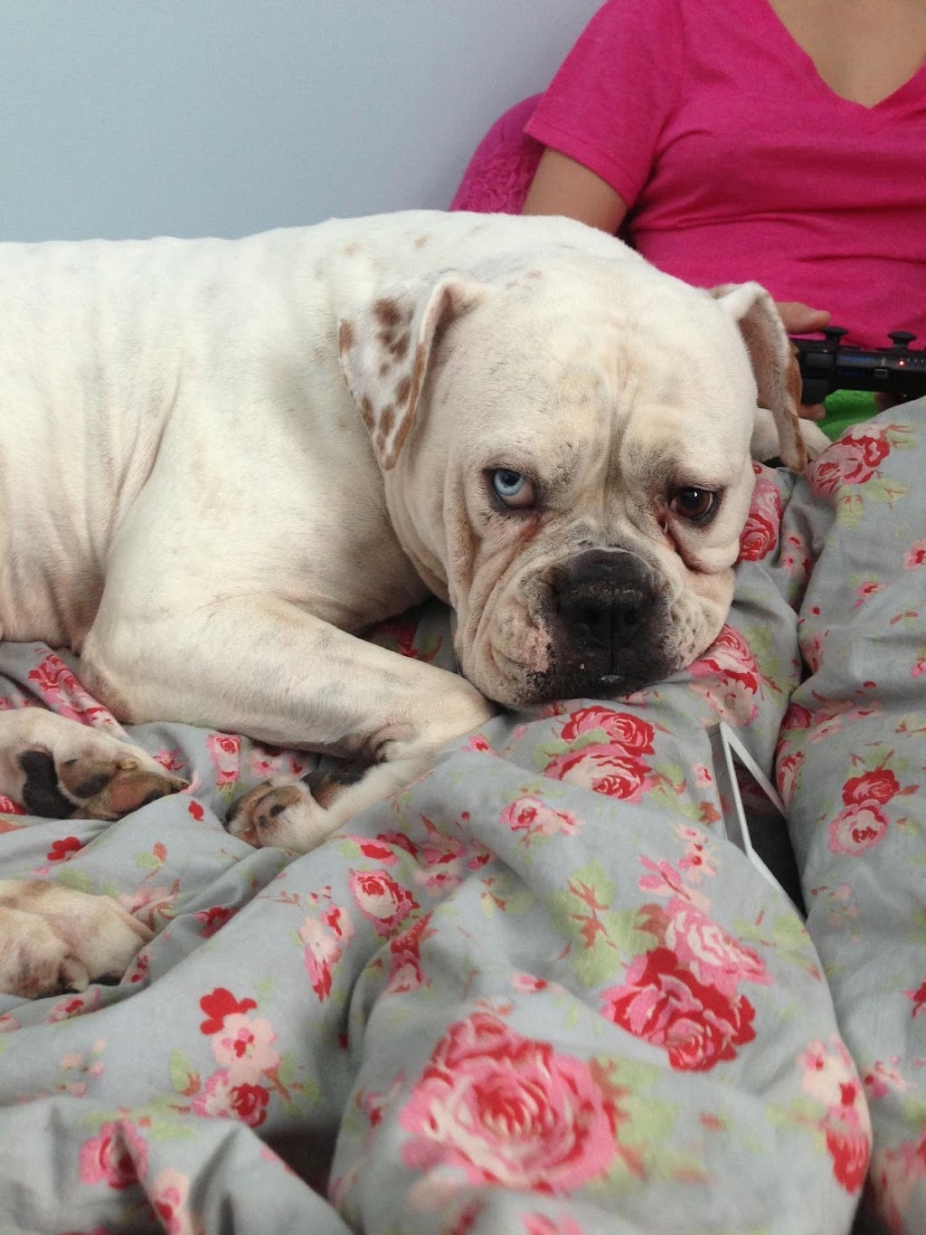 Rosebull Kennels American Bulldogs | 78 Main St S, Hagersville, ON N0A 1H0, Canada | Phone: (905) 379-4489