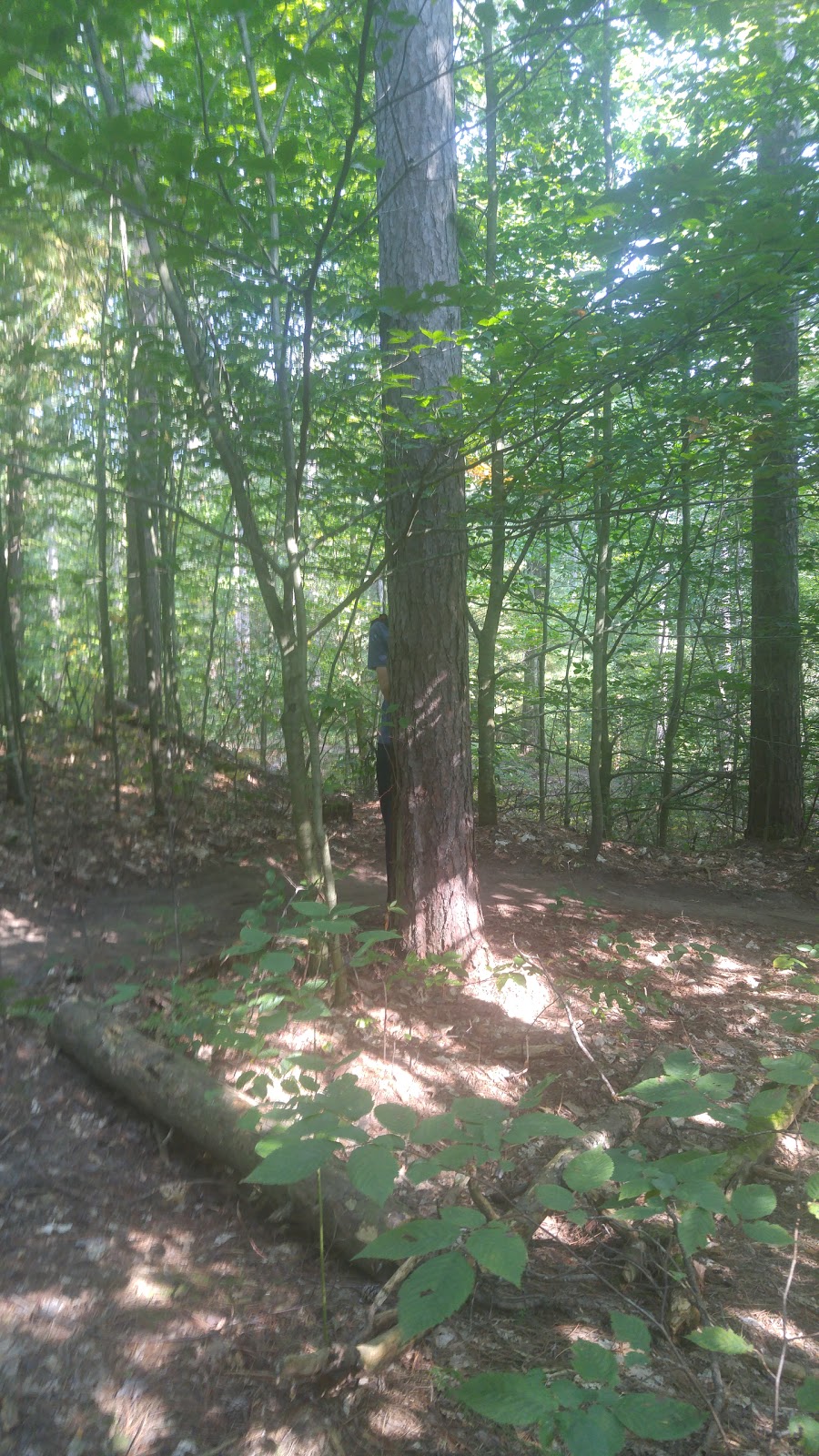 Goodwood Tract Oak Ridges Trail | Red Oak Trail, Uxbridge, ON L9P 1R4, Canada | Phone: (905) 833-6600