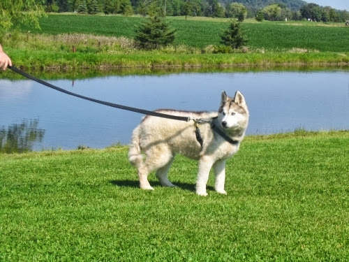 Escarpment Pet Retreat | 6449 Guelph Line, Burlington, ON L7P 0A6, Canada | Phone: (905) 333-0333