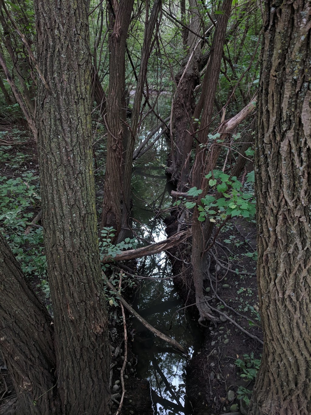 Cedarbrook Park | 1095 Runningbrook Dr, Mississauga, ON L4Y 2T3, Canada