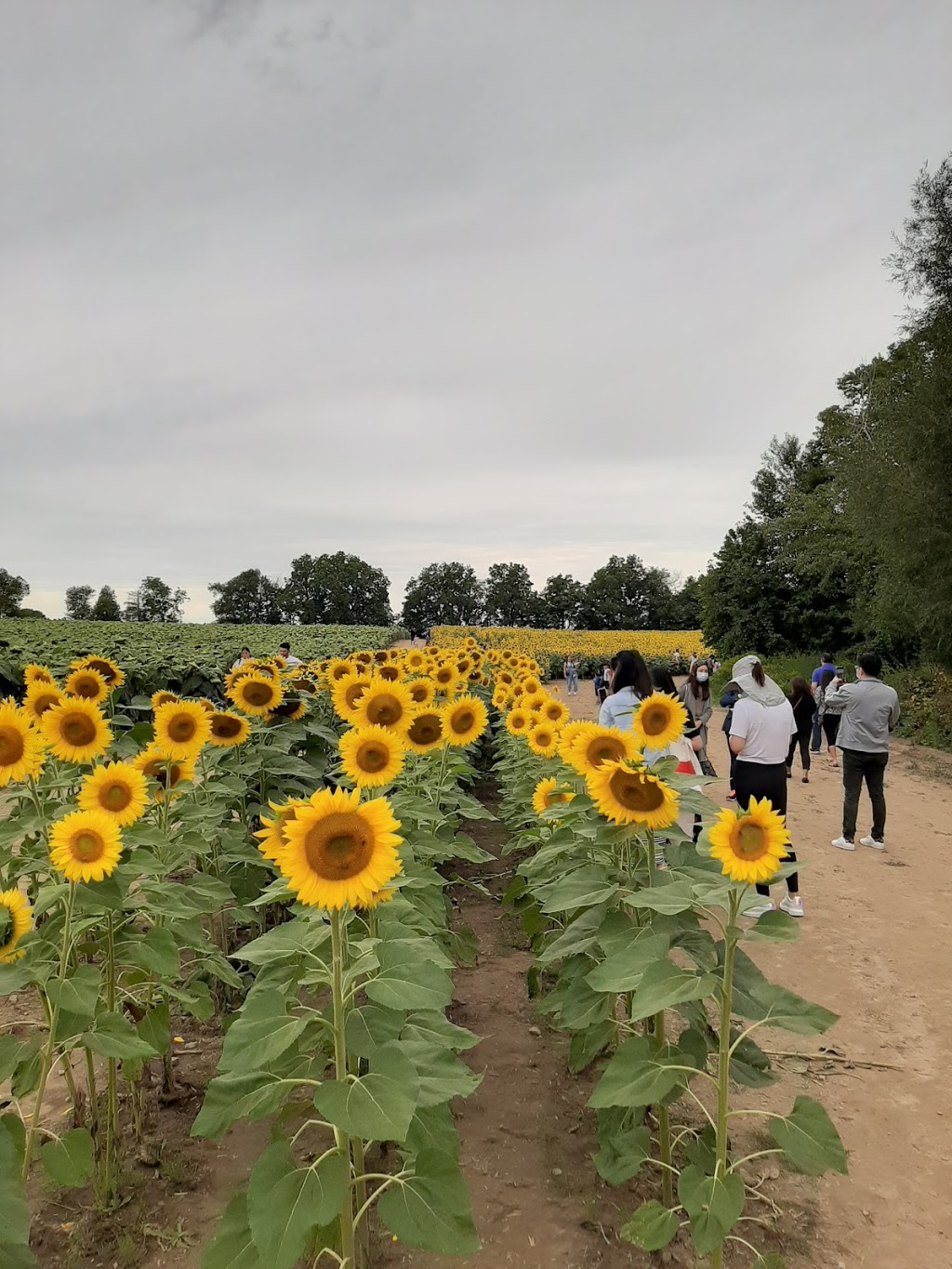 Dixie Orchards | 14309 Dixie Rd, Inglewood, ON L7C 2M8, Canada | Phone: (905) 838-5888