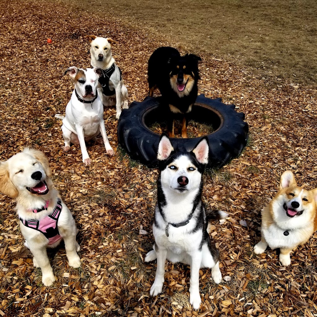 Auroraw Doggy Stay and Play Dog Boarding + Daycare | 8131 NB-126, Harcourt, NB E4T 2Z7, Canada | Phone: (519) 721-3991