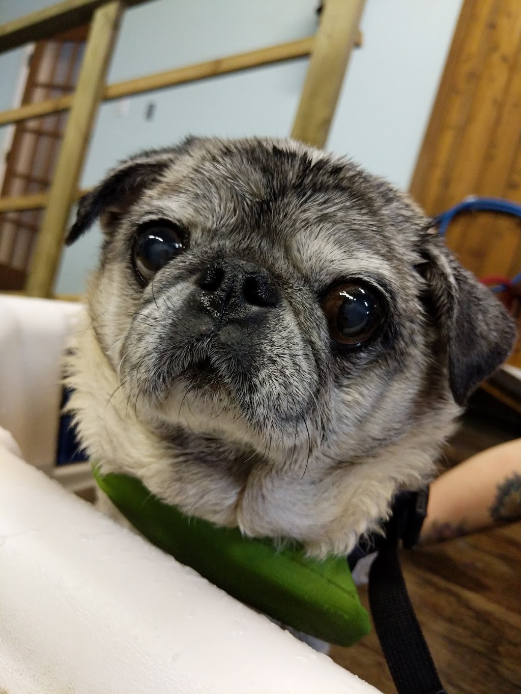K9 Rehab Wellness Centre | 9537 Manzer St, Mission, BC V4S 1H1, Canada | Phone: (604) 435-0002