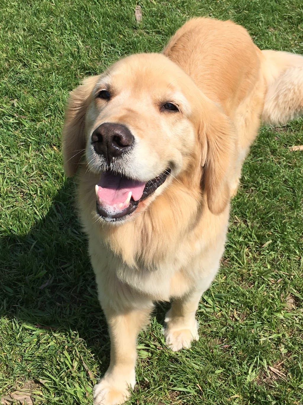 Dogs at Kats | 9404 Danforth Rd E, Cobourg, ON K9A 4J8, Canada | Phone: (905) 396-5287