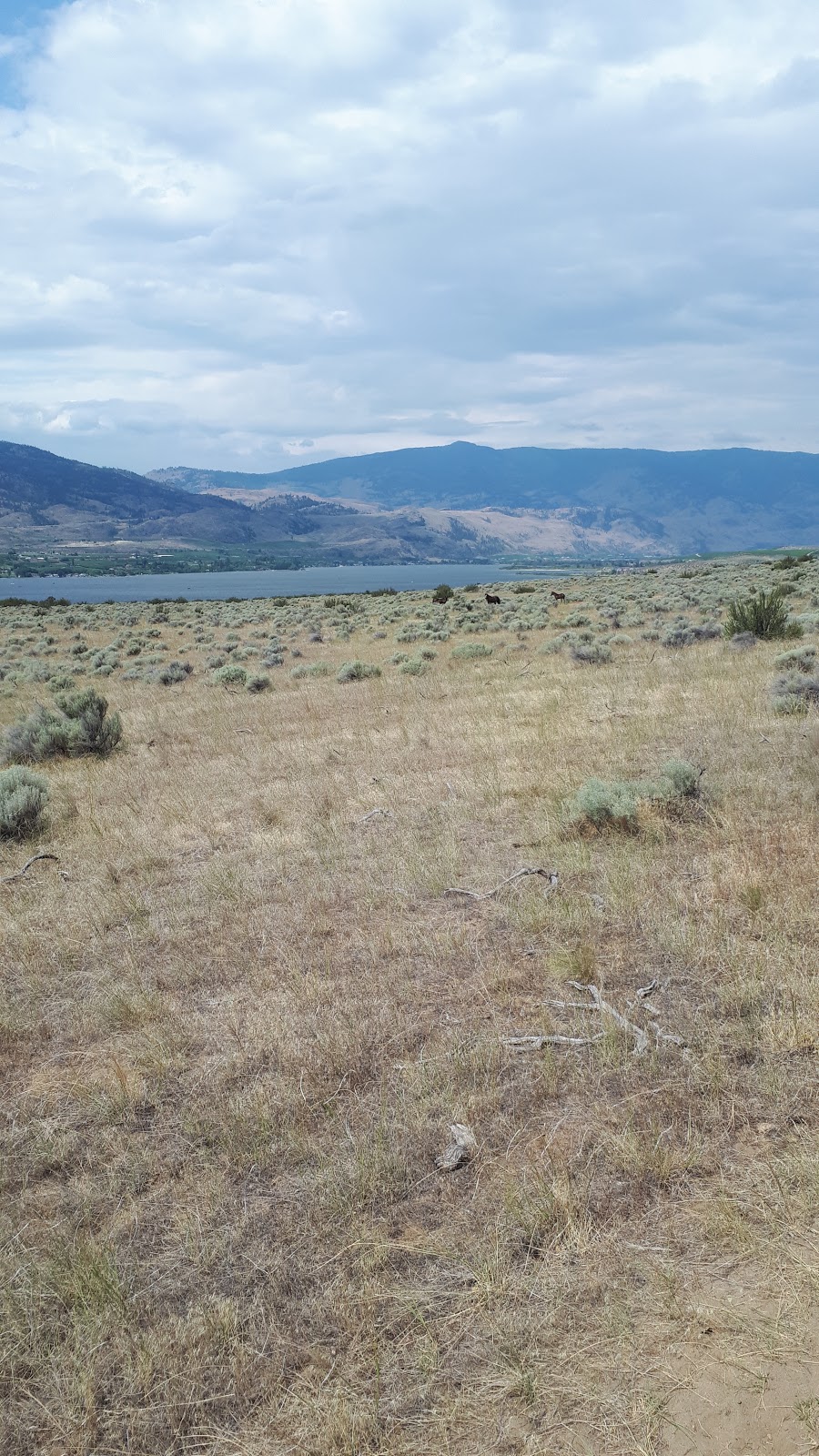 Indian Grove Riding Stables | 600 Rancher Creek Rd, Osoyoos, BC V0H 1V6, Canada | Phone: (250) 495-7555